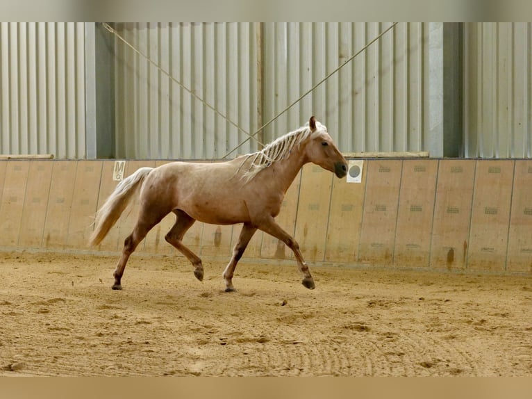 Koń andaluzyjski Wałach 5 lat 166 cm Izabelowata in Neustadt (Wied)