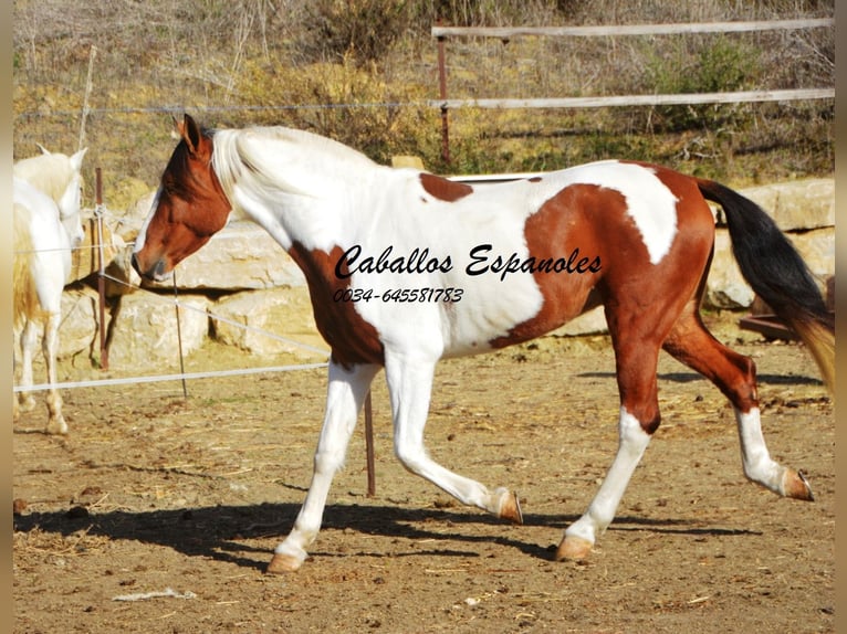 Koń andaluzyjski Wałach 6 lat 150 cm Srokata in Vejer de la Frontera