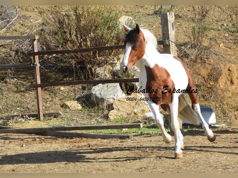 Koń andaluzyjski Wałach 6 lat 150 cm Srokata in Vejer de la Frontera