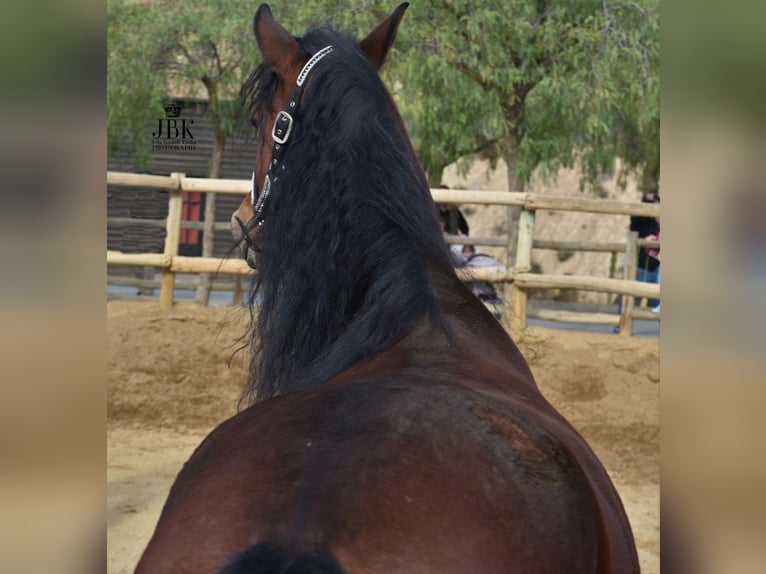 Koń andaluzyjski Wałach 6 lat 152 cm Gniada in Tabernas Almeria