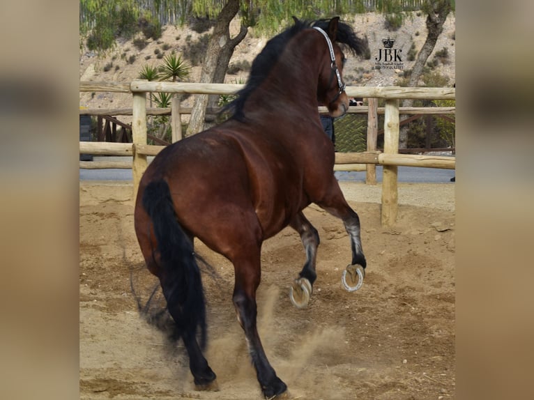 Koń andaluzyjski Wałach 6 lat 152 cm Gniada in Tabernas Almeria