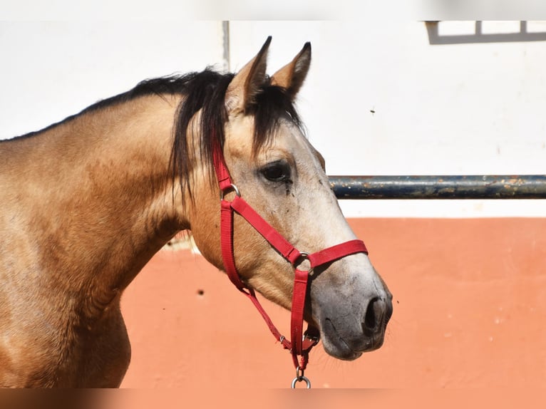 Koń andaluzyjski Mix Wałach 6 lat 155 cm Formy Brown Falb in Granada