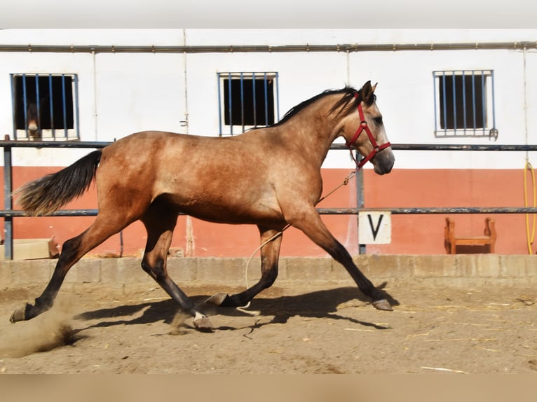 Koń andaluzyjski Mix Wałach 6 lat 155 cm Formy Brown Falb in Granada