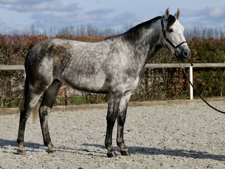 Koń andaluzyjski Wałach 6 lat 155 cm Siwa jabłkowita in Neustadt (Wied)
