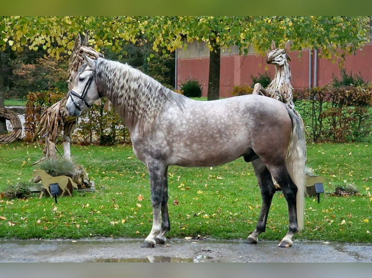 Koń andaluzyjski Wałach 6 lat 155 cm Stalowosiwy in Löffingen