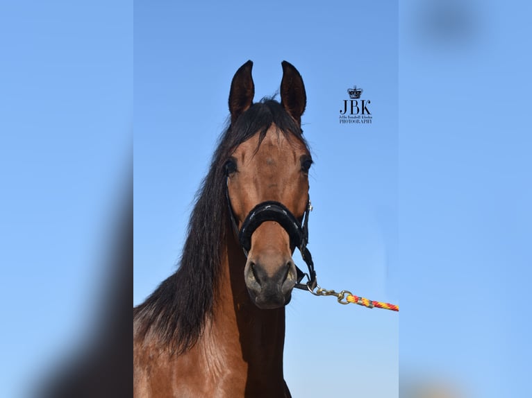 Koń andaluzyjski Wałach 6 lat 157 cm Gniada in Tabernas Almeria