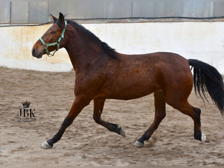 Koń andaluzyjski Wałach 6 lat 158 cm Gniada in Tabernas Almeria