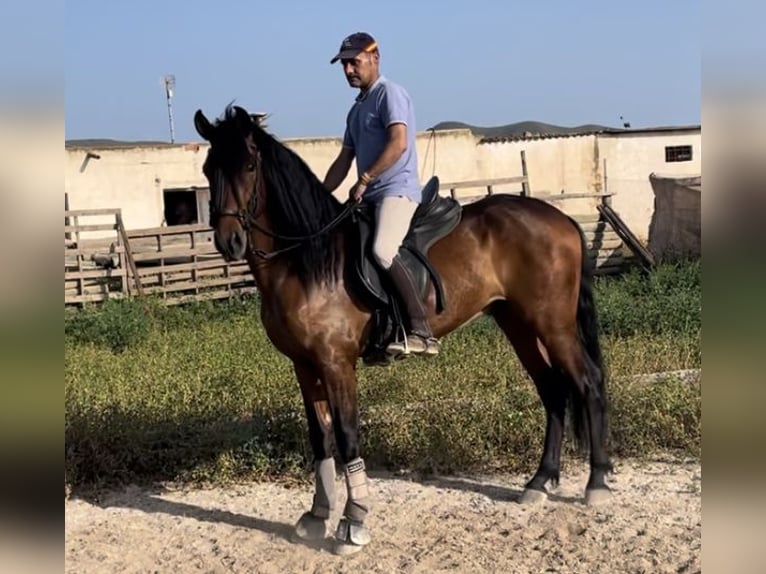Koń andaluzyjski Wałach 6 lat 158 cm Gniada in El Ejido