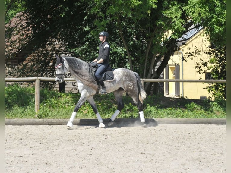 Koń andaluzyjski Wałach 6 lat 167 cm Siwa jabłkowita in Wellheim