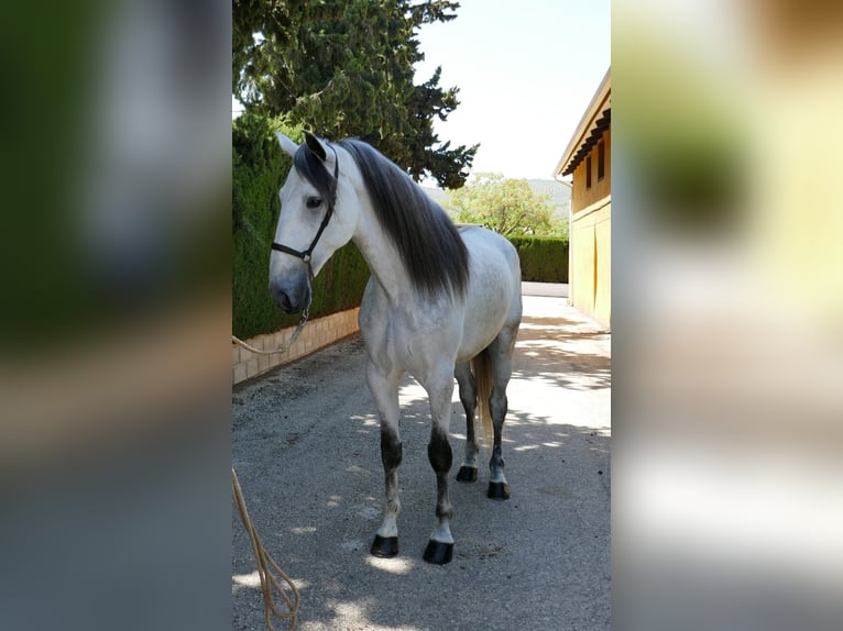 Koń andaluzyjski Wałach 6 lat 168 cm Siwa in Cordoba