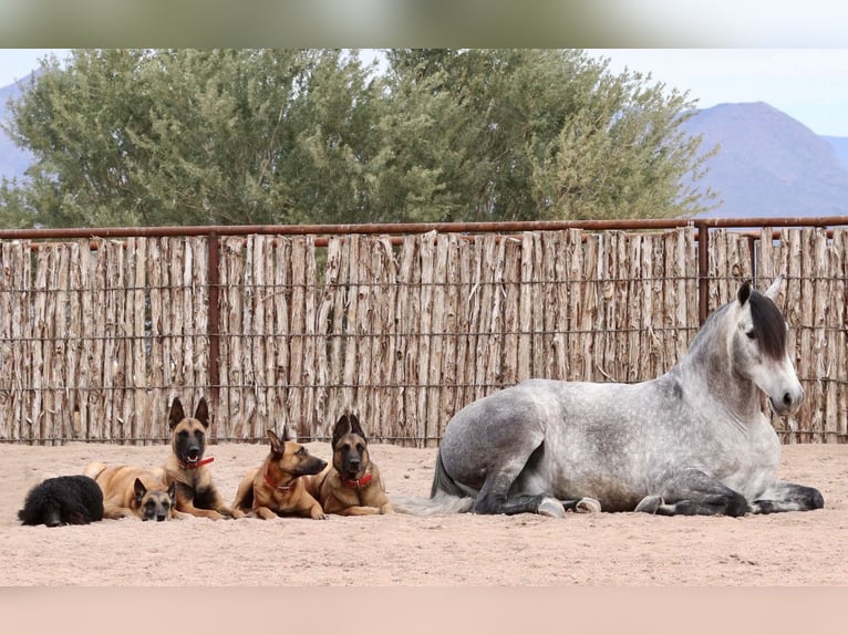 Koń andaluzyjski Mix Wałach 7 lat 155 cm Siwa in Scottsdale