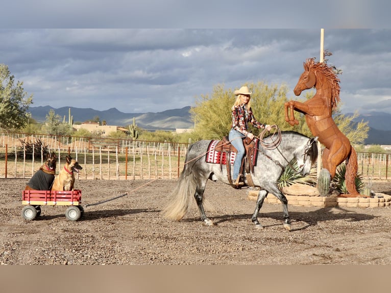 Koń andaluzyjski Mix Wałach 7 lat 155 cm Siwa in Scottsdale