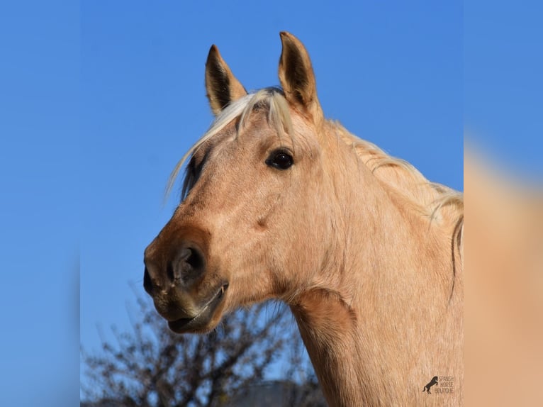 Koń andaluzyjski Wałach 7 lat 156 cm Izabelowata in Mallorca