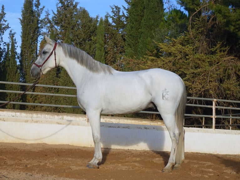 Koń andaluzyjski Wałach 7 lat 158 cm Siwa in Bobadilla (Estacion)