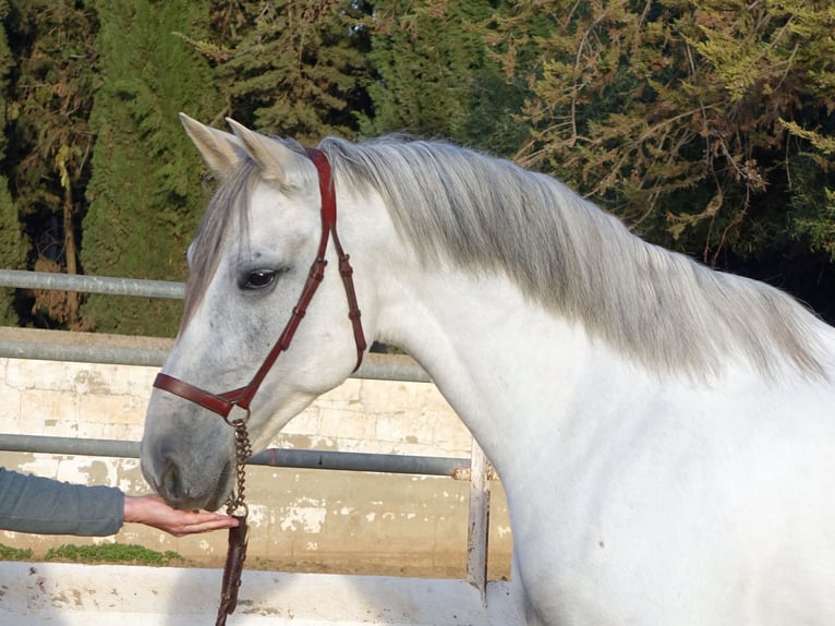 Koń andaluzyjski Wałach 7 lat 158 cm Siwa in Bobadilla (Estacion)