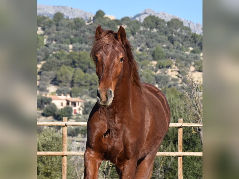 Koń andaluzyjski Wałach 7 lat 160 cm Kasztanowata in Mallorca