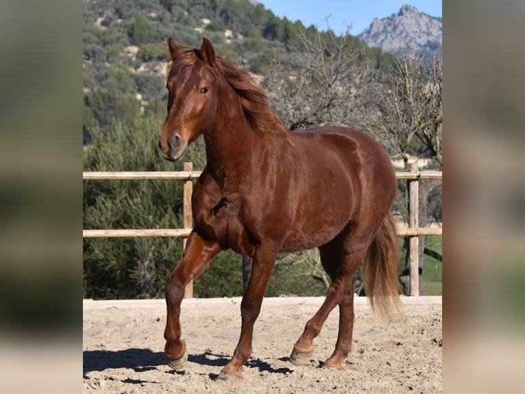 Koń andaluzyjski Wałach 7 lat 160 cm Kasztanowata in Mallorca