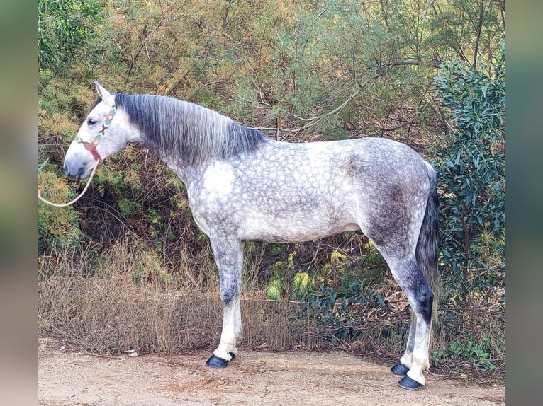 Koń andaluzyjski Wałach 7 lat 163 cm Siwa in Almeria