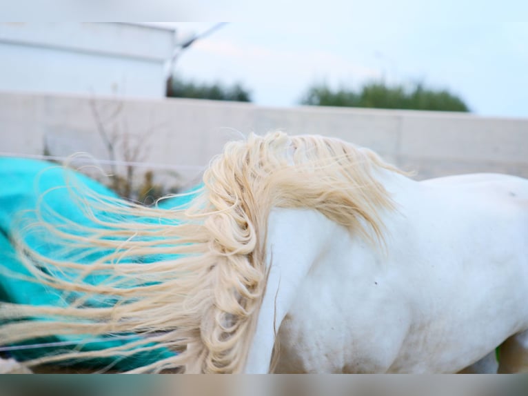 Koń andaluzyjski Wałach 7 lat 168 cm Biała in Poggio Franco