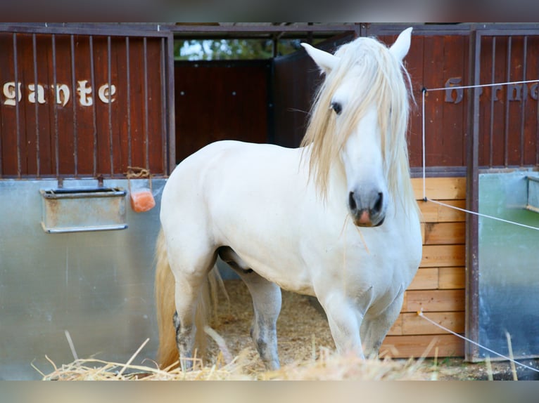 Koń andaluzyjski Wałach 7 lat 168 cm Biała in Poggio Franco