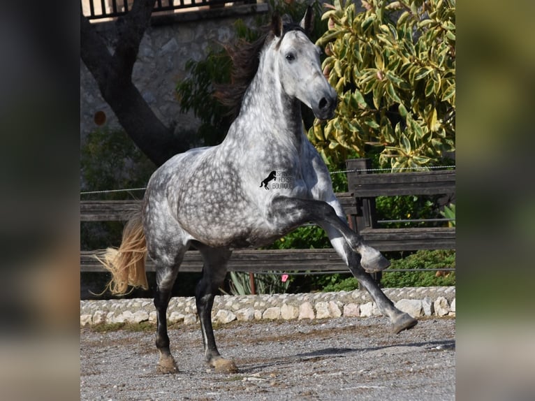 Koń andaluzyjski Wałach 7 lat 177 cm Siwa in Mallorca