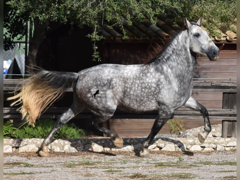 Koń andaluzyjski Wałach 7 lat 177 cm Siwa in Mallorca