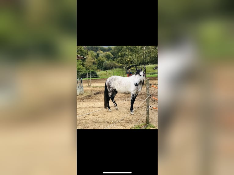 Koń andaluzyjski Wałach 8 lat 153 cm Siwa in Bollschweil