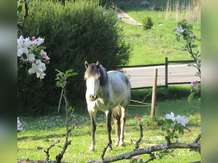 Koń andaluzyjski Wałach 8 lat 155 cm Siwa jabłkowita in Kallmünz