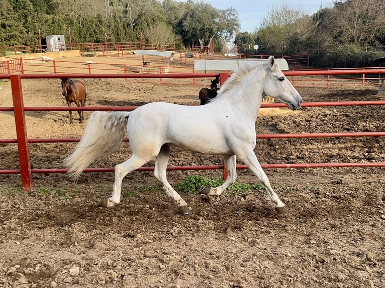 Koń andaluzyjski Wałach 8 lat 158 cm Biała in Galaroza (Huelva)