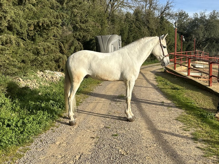 Koń andaluzyjski Wałach 8 lat 158 cm Biała in Galaroza (Huelva)
