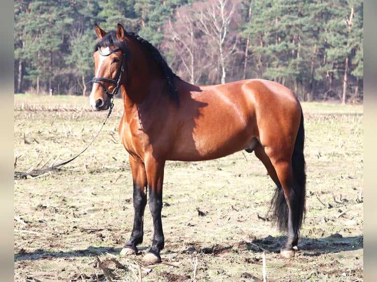 Koń andaluzyjski Mix Wałach 8 lat 158 cm Gniada in uelsen