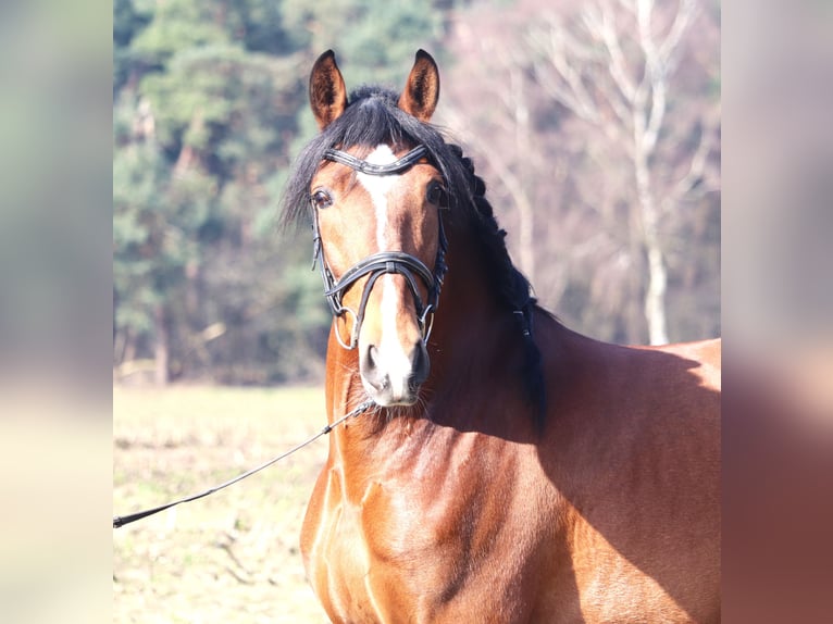 Koń andaluzyjski Mix Wałach 8 lat 158 cm Gniada in uelsen