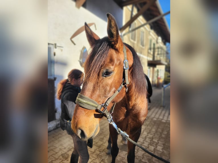 Koń andaluzyjski Mix Wałach 8 lat 162 cm Gniada in Erding