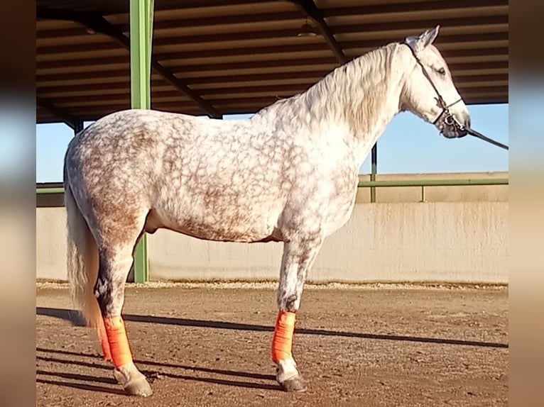 Koń andaluzyjski Wałach 8 lat 165 cm Siwa in Badajoz