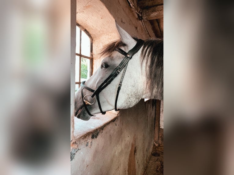 Koń andaluzyjski Mix Wałach 8 lat 173 cm Siwa in Munkbrarup
