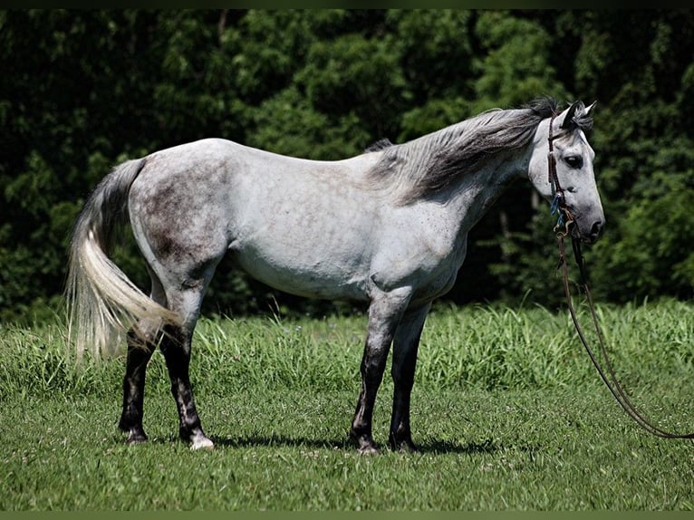 Koń andaluzyjski Wałach 9 lat 150 cm Siwa jabłkowita in Somerset KY