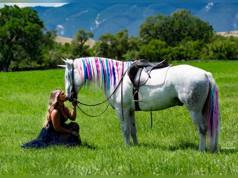 Koń andaluzyjski Mix Wałach 9 lat 152 cm Siwa in Buffalo, WY