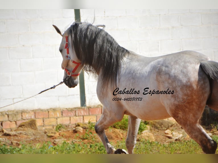 Koń andaluzyjski Wałach 9 lat 164 cm Siwa in Vejer de la Frontera