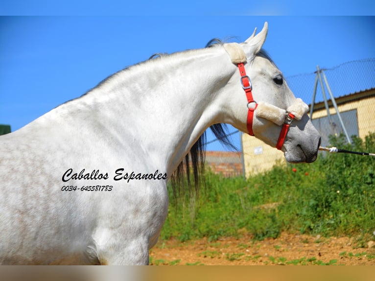 Koń andaluzyjski Wałach 9 lat 164 cm Siwa in Vejer de la Frontera