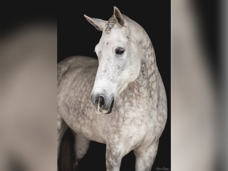 Koń andaluzyjski Wałach 9 lat 165 cm Siwa jabłkowita in Ocala FL
