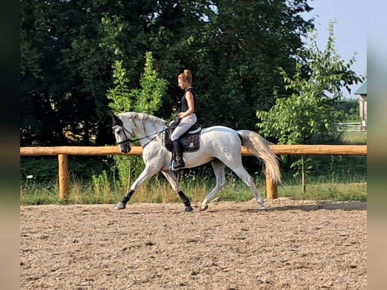 Koń andaluzyjski Wałach 9 lat 166 cm Siwa in Mortegliano