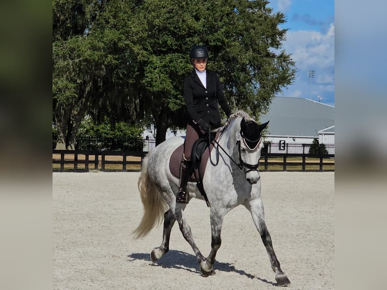 Koń andaluzyjski Wałach 9 lat 173 cm Siwa jabłkowita in Orlando FL