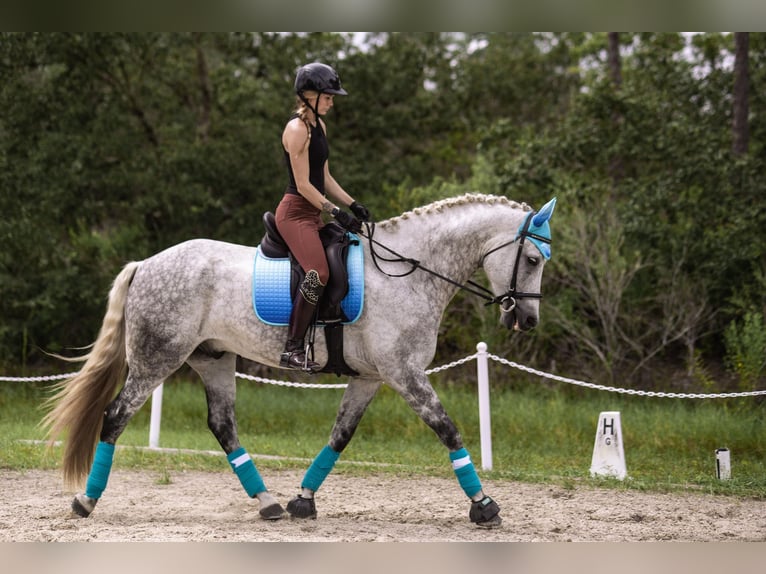 Koń andaluzyjski Wałach 9 lat 173 cm Siwa jabłkowita in Orlando FL