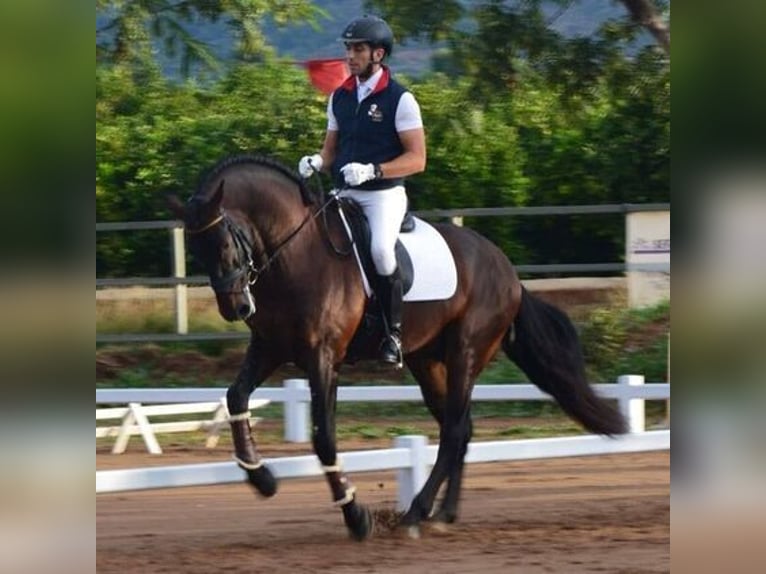 Koń andaluzyjski Wałach 9 lat Gniada in Madrid