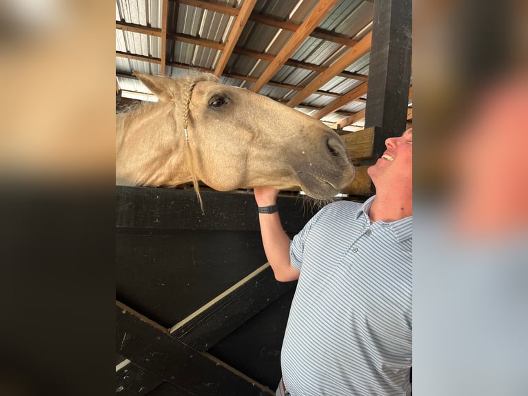 Koń andaluzyjski Wałach 9 lat Izabelowata in Ocala, FL