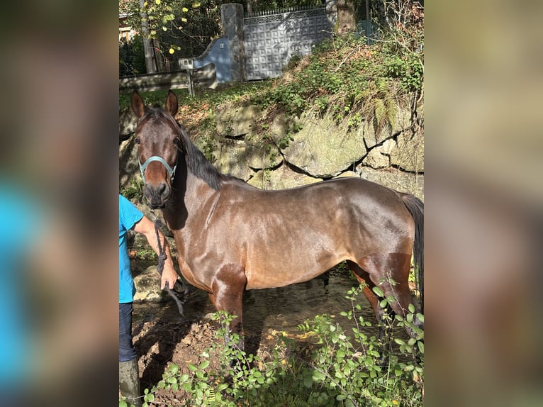 Koń angloarabski Klacz 11 lat 159 cm Ciemnogniada in Aviles