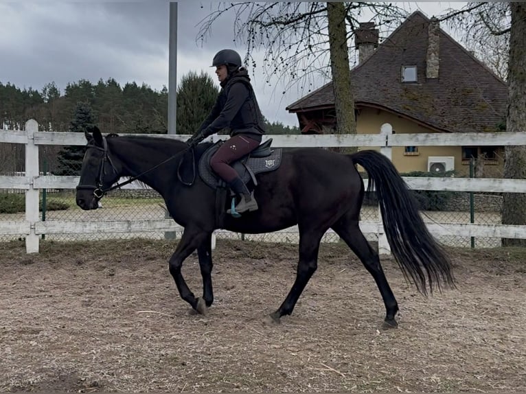 Koń angloarabski Klacz 11 lat 164 cm Kara in Santok
