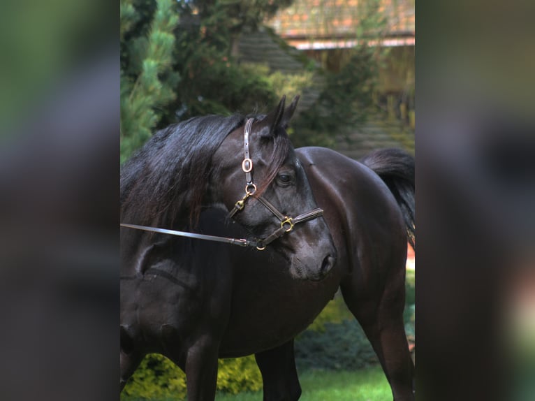 Koń angloarabski Klacz 11 lat 164 cm Kara in Santok