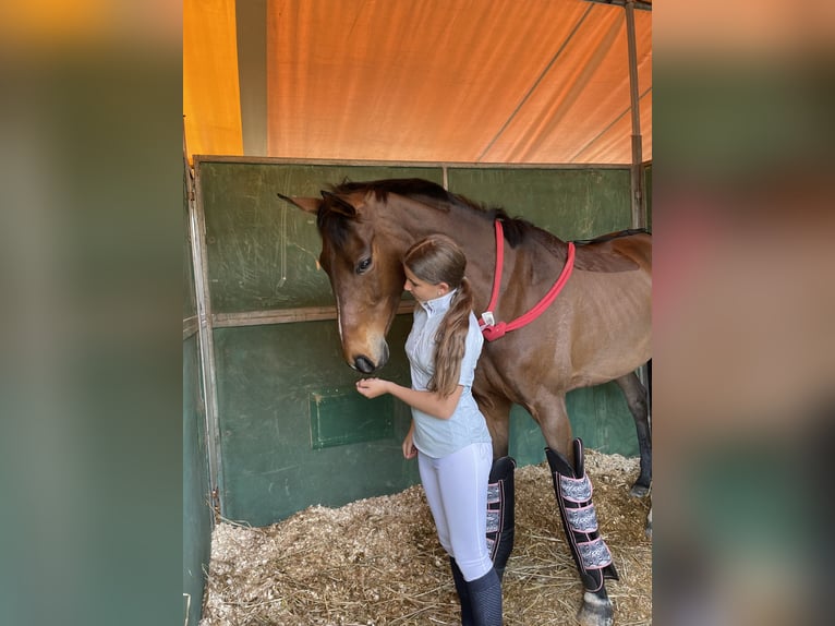 Koń angloarabski Klacz 13 lat 165 cm Jasnogniada in Cenes De La Vega