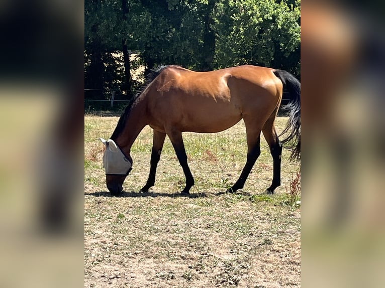 Koń angloarabski Klacz 13 lat 168 cm Ciemnogniada in Sévérac